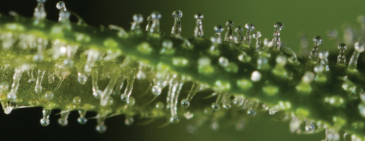 Hemp CBD Trichomes Buy online